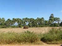 11 - Bagan - Mont Popa - Nay Pyi Taw  (15)